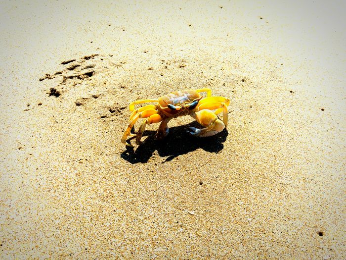 High angle view of crab on sand