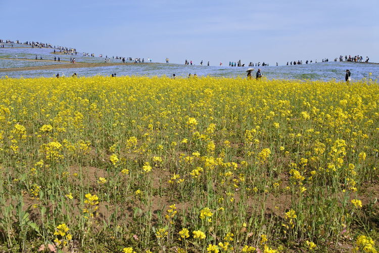 Scenic view of yellow flowers on field against sky