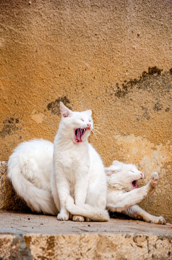 View of cat yawning lying down