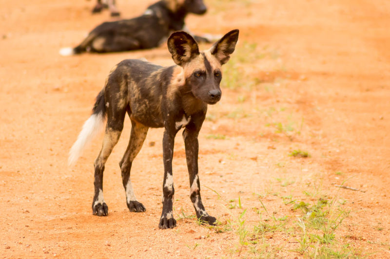 African wild dog  lycaon pictus  also called painted dog, or cape hound in tsavo west park in kenya