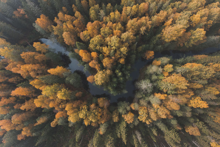 Fluffy woodland trees. aerial view. fifty shades of autumn. forest meandering river