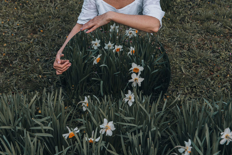 Midsection of person holding flowering plants on field