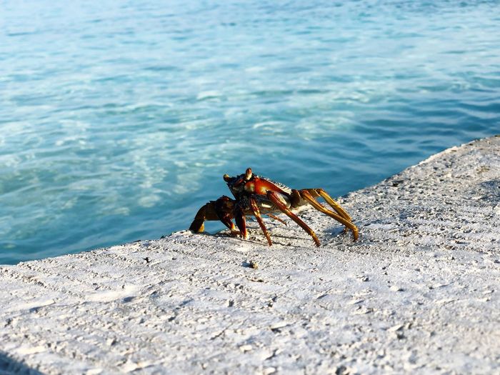 View of a crab on the beach