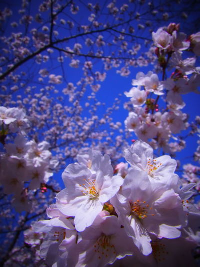 Low angle view of flowers blooming on tree