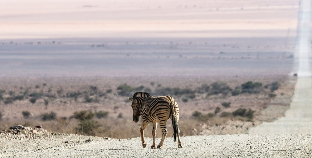 A family of zebras at etosha national park