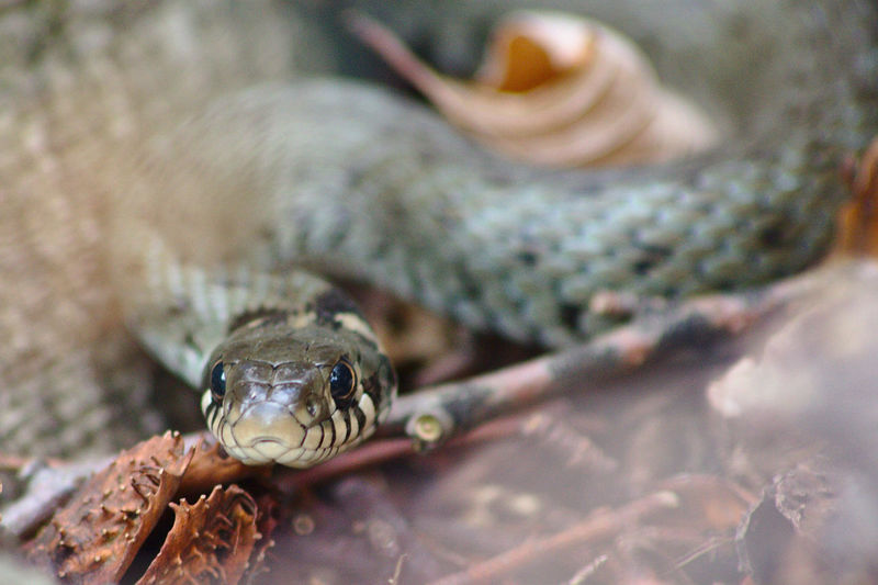 Close up of a wild living ring snake in the german neandertal shows an eye to eye view