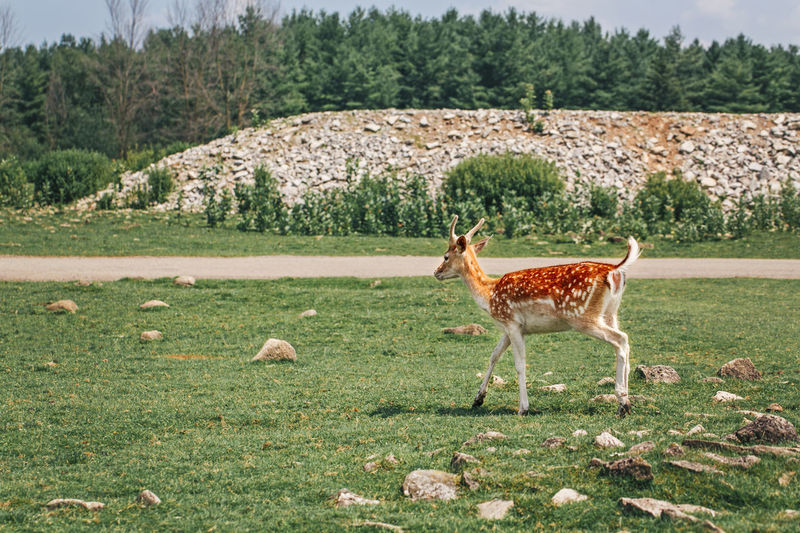 Young fallow deer eating grazing grass on summer outdoor. herd animal dama dama feeding consuming 