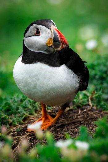 Close-up of a bird on grass