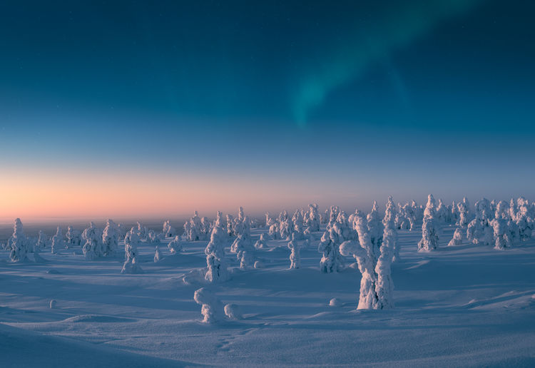 Snow covered trees in the morning light with aurora borealis on the sky