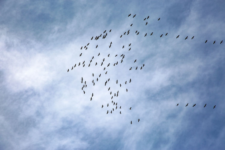 A group of migratory birds over berlin