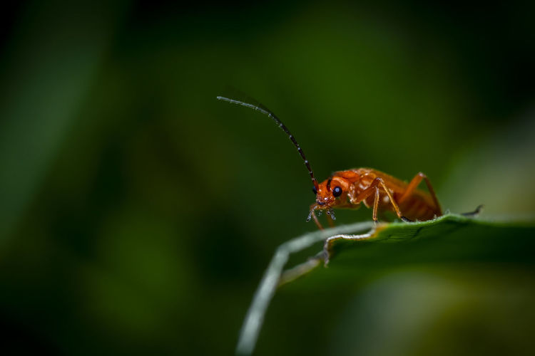 A macro photo of a tiny beetle prepairing to take off