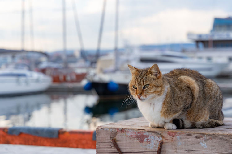 Cat sitting in a harbor