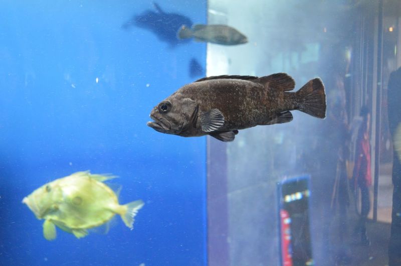 Fish swimming in aquarium