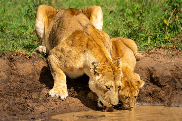 Close-up of lioness drinking water with cub