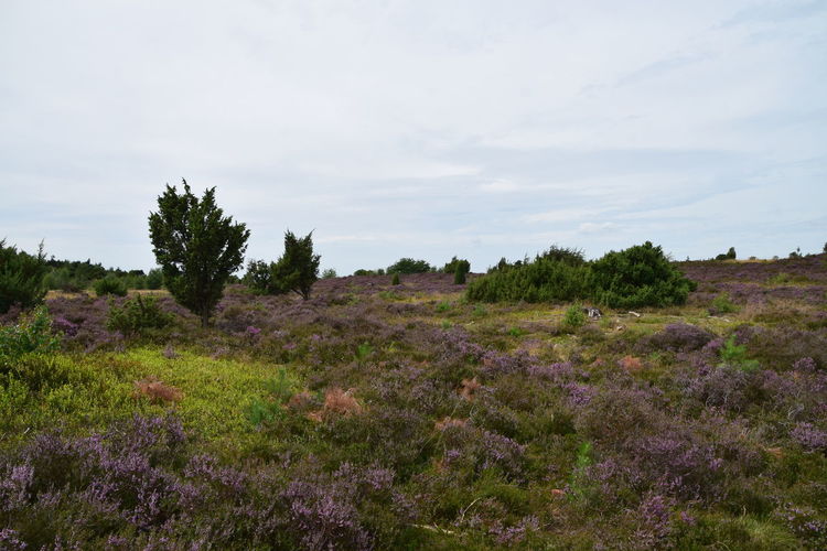 Scenic view of flowering plants on land against sky