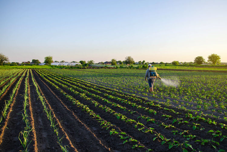 Farmer sprays a potato plantation with a sprayer. effective crop protection of cultivated plants 