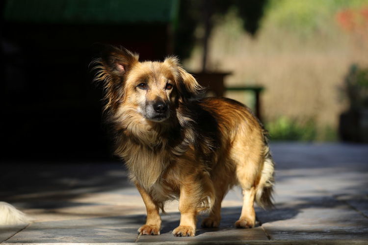 Portrait of dog standing outdoors