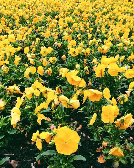 Full frame of yellow flowers on field