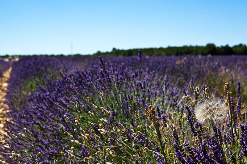Close-up of lavender growing on field against clear sky