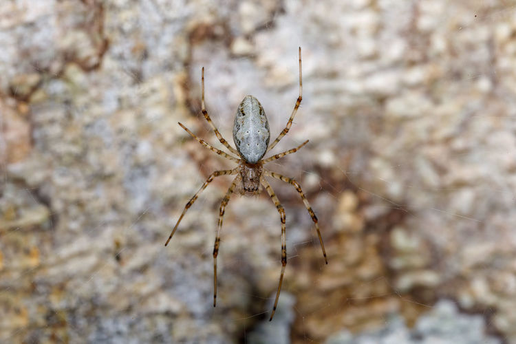 Close-up of spider on tree
