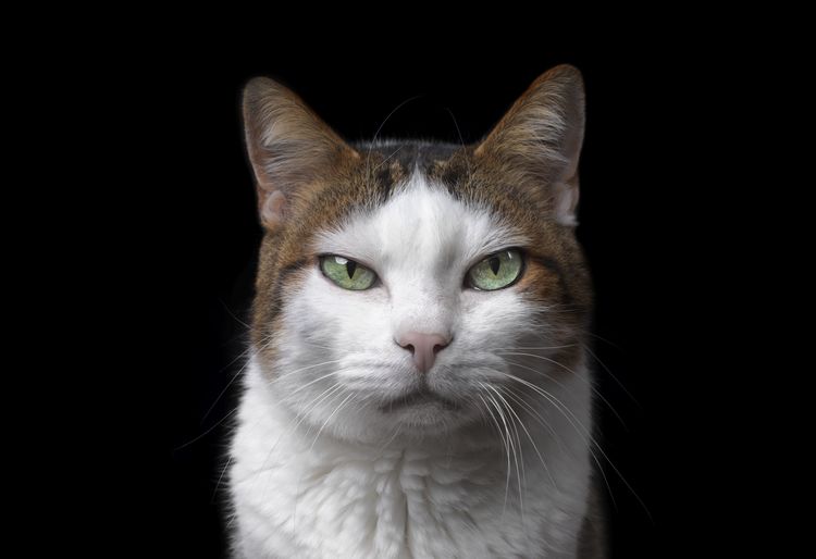 Close-up portrait of a grumpy tabby cat looking at camera. isolated on black background.