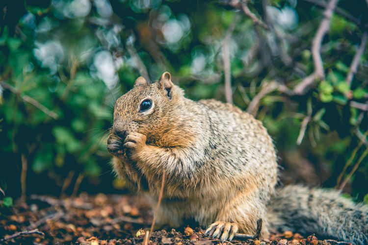 Close-up of squirrel outdoors