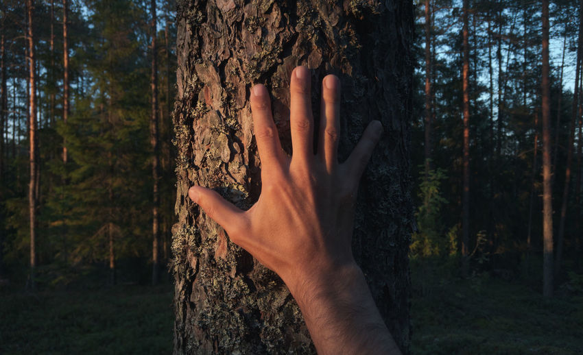 Cropped image of person against tree trunk in forest