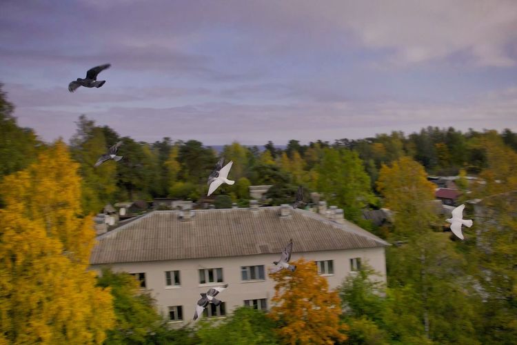Birds flying over trees and buildings against sky