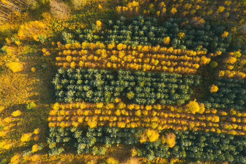 High angle aerial forest in autumn, directly above drone shot, green and yellow.
