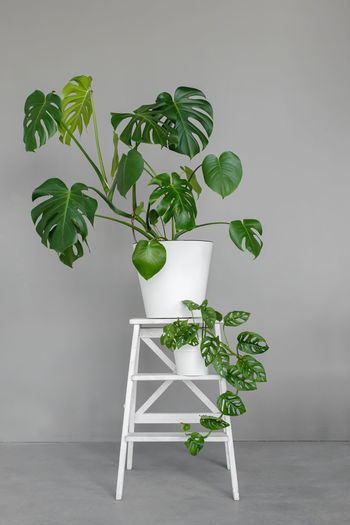 Monstera deliciosa and monstera monkey mask in a white pots stands on white wooden stand 