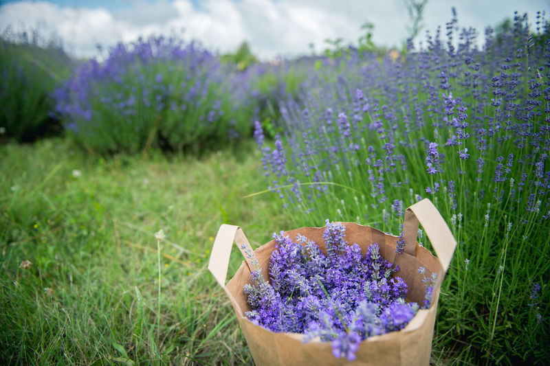 Lavender flowers in bag on field