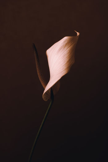 Close-up of white lily against black background