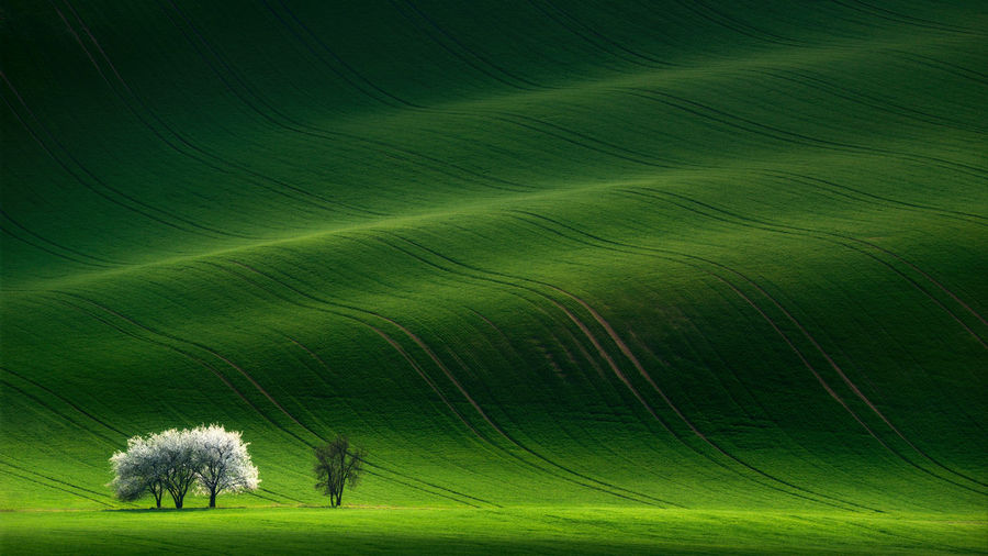 Scenic view of agricultural field