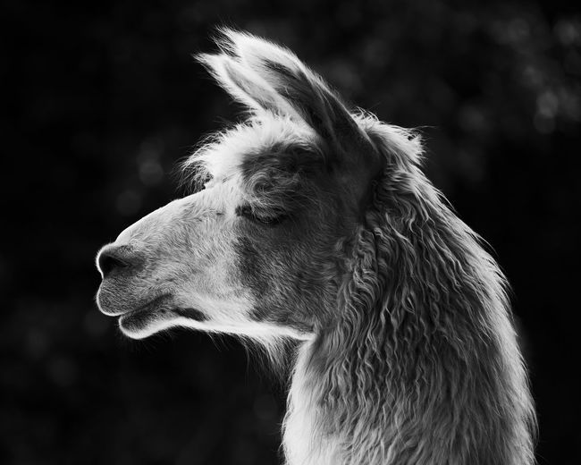 Close-up of llama