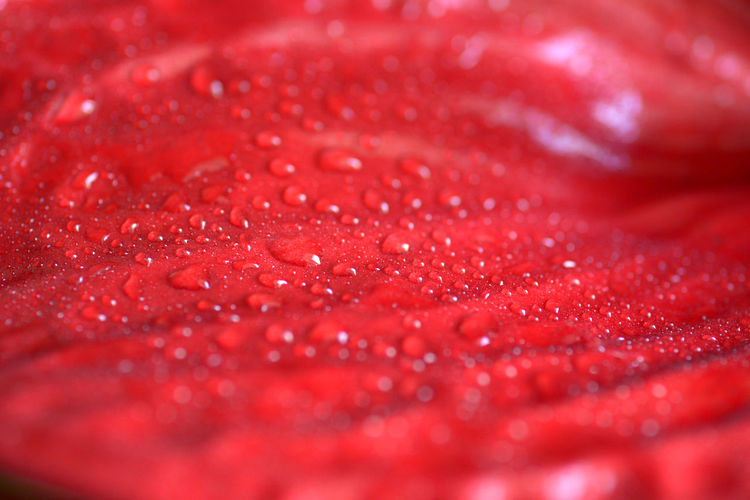Full frame shot of water drops on red