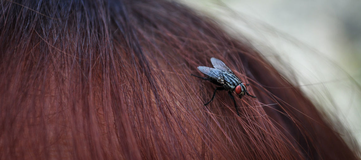 Close-up of housefly on brown horse
