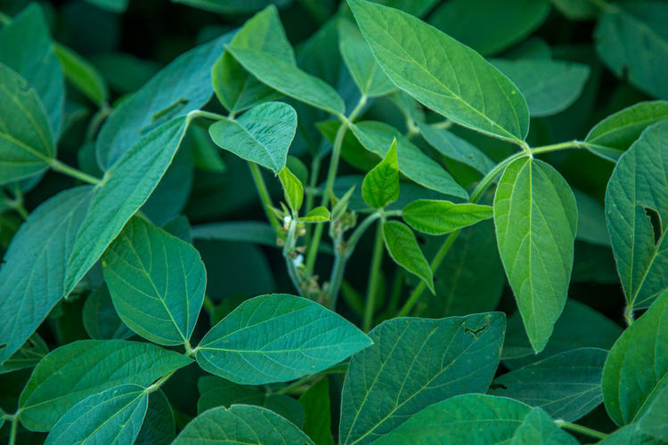 Close-up of green leaves