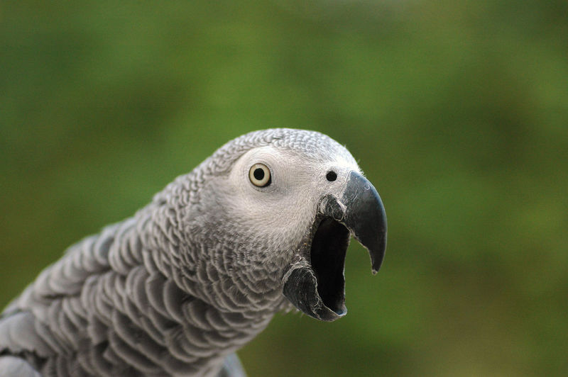 Close-up of parrot 
