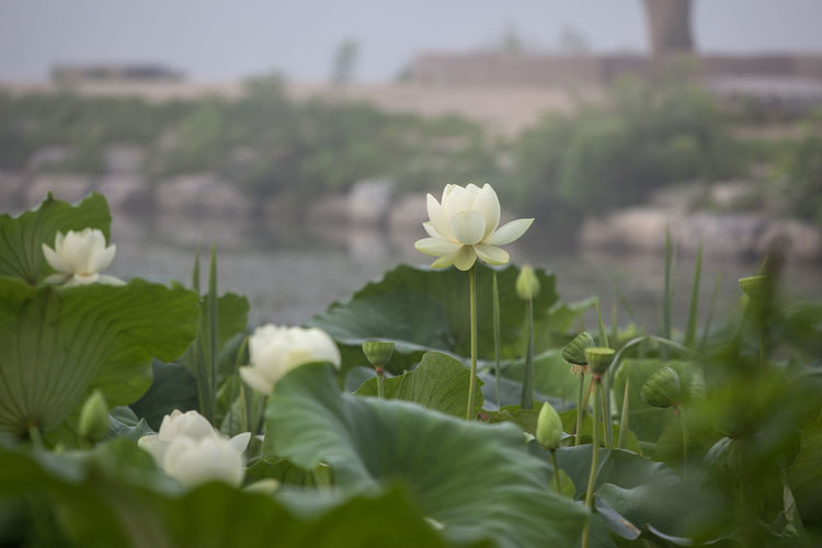 White lotus water lilies blooming outdoors