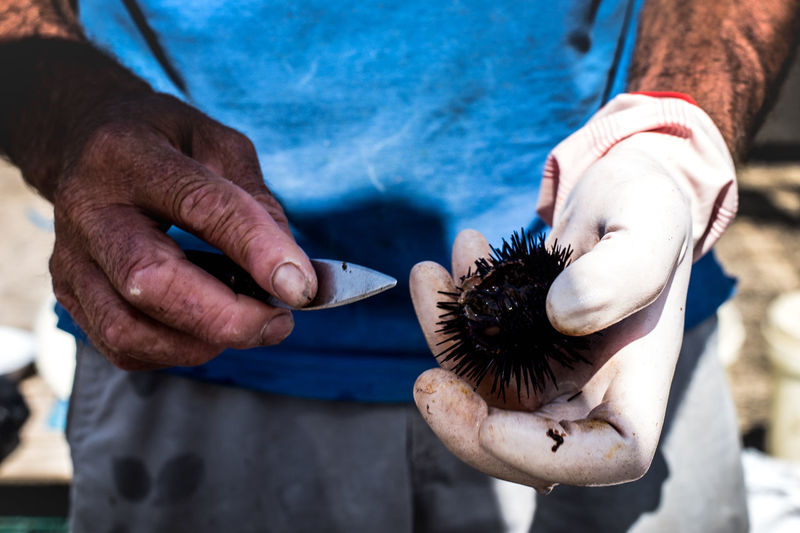 Midsection of man holding sea urchin