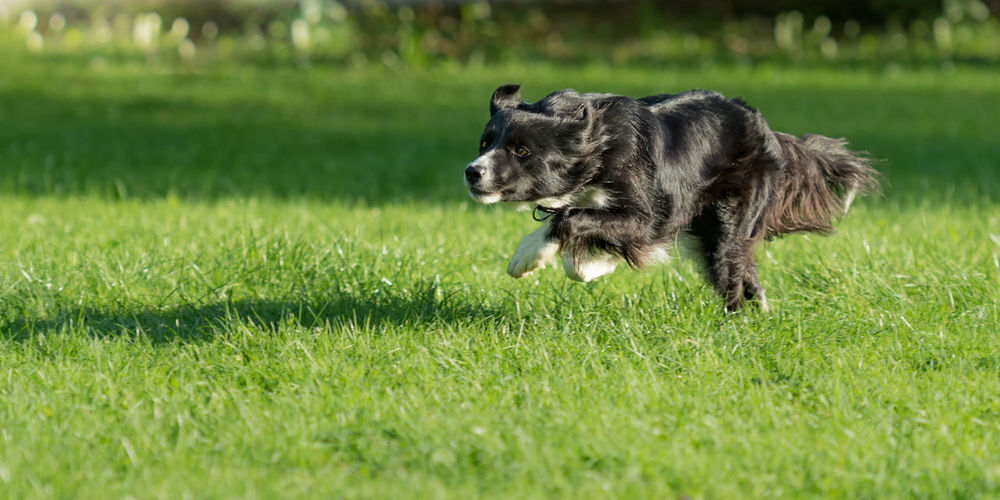 View of dog running on grassy field
