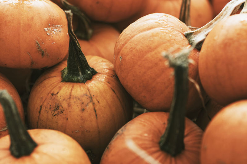 Halloween pumpkin pile close up background