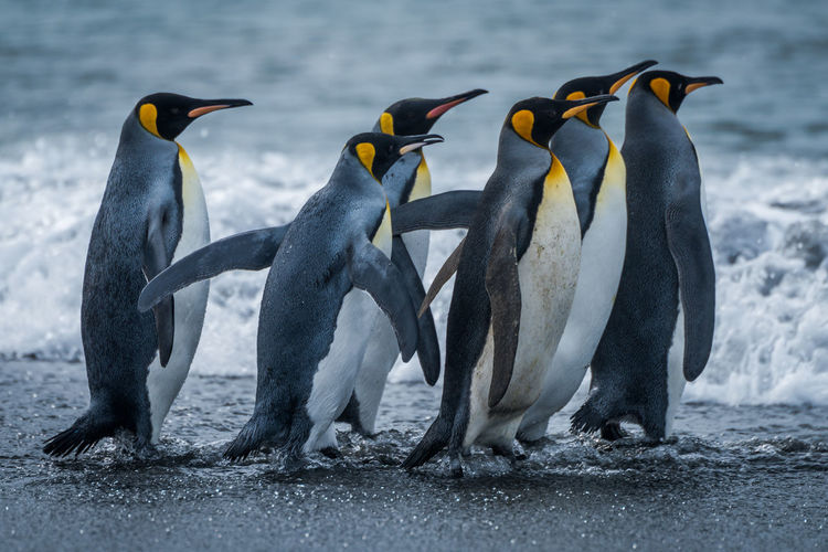 Close-up of emperor penguins at sea shore
