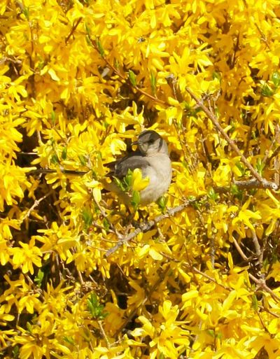 Close-up of bird perching on yellow flowers