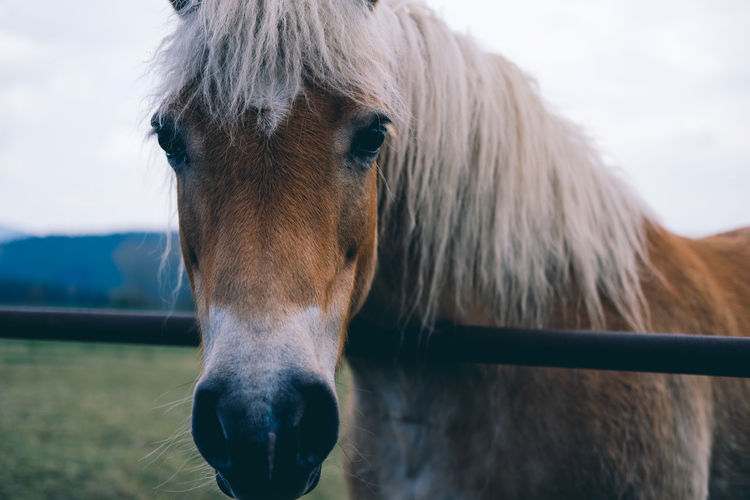Close-up of horse on field against sky