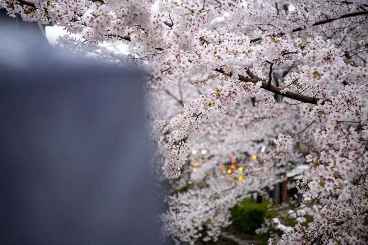 Close-up of cherry blossom against wall