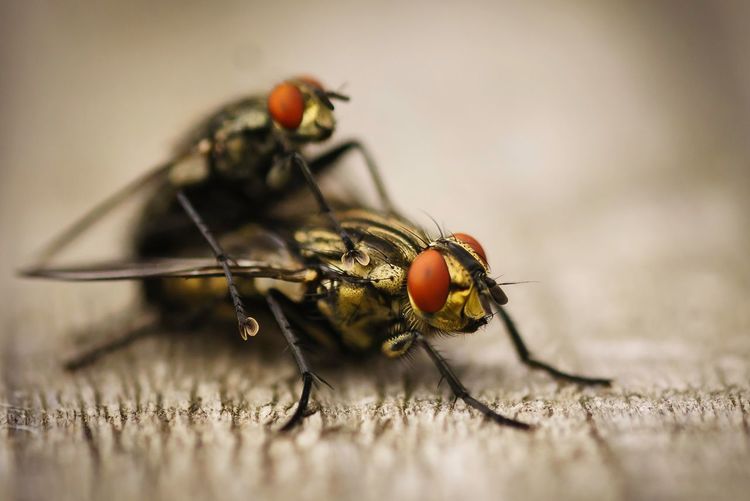 Close-up of flies mating on wood