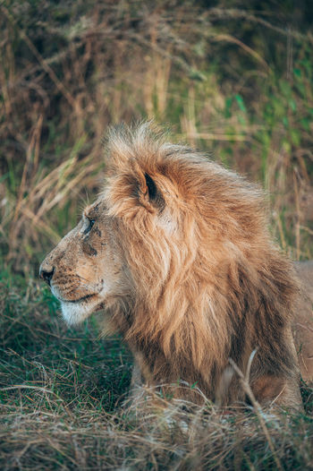 Side view of a cat looking away