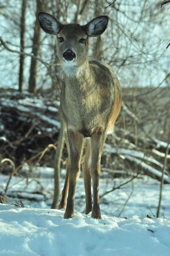 Close-up portrait of deer standing on snow field