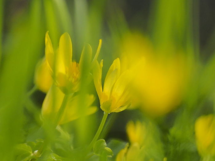 Close-up of yellow flowering plant on field